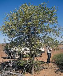 Image result for Psydrax locuples