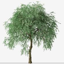 Image result for Dombeya kirkii