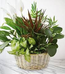 Francis V. Tomczak Obituary February 1, 2025