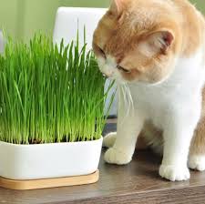 Bu kez evde kedi nanesi nasıl yetiştirilir, birlikte öğrenelim diyoruz. Kedi Cimi Nedir Ne Ise Yarar Nasil Hazirlanir Heykedi