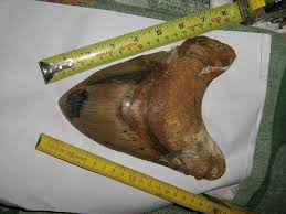 I believe that it is folly to follow the belief that humans are the only intelligent life on this planet and in this universe. 10 Killer Megalodon Shark Facts Fossilera Com