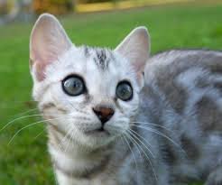 Get a ragdoll, bengal, siamese and more on playful 5 week old purebred bengal kittens for sale. Kotykatz Bengal Breeder With Bengal Kittens For Sale In Ohio