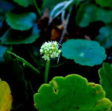 Image result for Hydrocotyle bonariensis