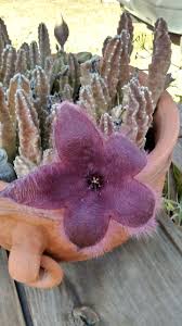 Most likely it has some sort of rot. Stinky Cactus Flower Steemit