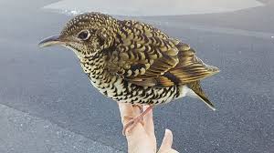 Image result for トラツグミ