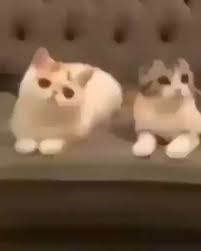 Aaaaaaaaaaa Bi Kedi Gordum Sanki In 2020 Crazy Cats Cat Gif Cats
