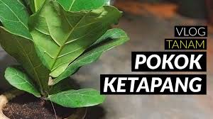 Manfaat daun ketapang untuk ikan cupang. Vlog Tanam Pokok Ketapang Dalam Pasu Tanah Liat Youtube