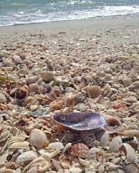 Sale Today Only Sea Shell Nature Fort Myer S Florida Beach Shore Ocean Beach House Decor Ph Fort Myers Beach Florida Fort Myers Beach Fort Myers Florida