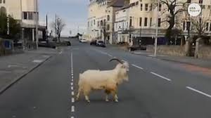 Chinese woman kill goat please subscribe to my channel help me reach 100 subscribers share this video. Fact Check The Coronavirus Pandemic Isn T Slowing Climate Change