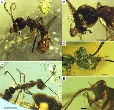PDF] New remarkable hell ants (Formicidae: Haidomyrmecinae stat. nov.) from  mid-Cretaceous amber of northern Myanmar | Semantic Scholar