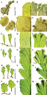 Image result for Didymoglossum