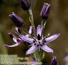 Maybe you would like to learn more about one of these? Swertia Perennis Family Gentianaceae Flores Silvestres Del Mediterraneo
