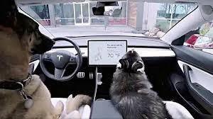 Tesla Kpek Modundaki Nemli Bir Hatay Dzeltti Teslann Aracn Ierisinde Braklan Hayvanlarn Iin Hazrlad Kpek Modunun Nemli Bi Dog Mode Tesla Dogs