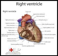 Right Ventricle Anatomy Echocardiogram Cardiovascular System