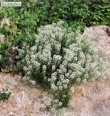 Image result for Mellera lobulata