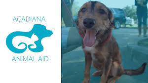 No kill dog shelter in lafayette, indiana. No Kill Animal Shelters In Lafayette Louisiana Acadiana Animal Aid