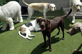 Since 1995, best friends pet hotel has been raising the bar on pet care facilities; Best Friends Pet Hotel Best Friends Pet Care Lake Buena Vista Fl