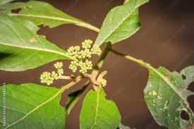 Image result for Vernonia amygdalina