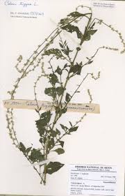 Image result for Celosia trigyna