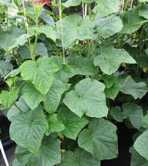 Image result for Cucumis sativus