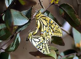 Image result for Xymalos monospora