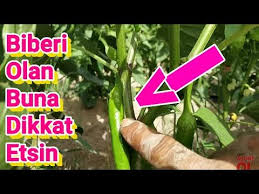 Biber Yetistiriciligi Biberde Budama Islemi Nasil Yapilir Biber Ekimi Bakimi Ve Yet Organik Bahcecilik Fikirleri Arka Bahce Sebze Bahceleri Organik Bahcecilik