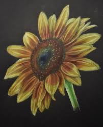 Use brown for the middle. Artstation Colored Pencil Sunflower Kimmy Rose