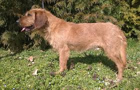 Image result for štýrský brakýř