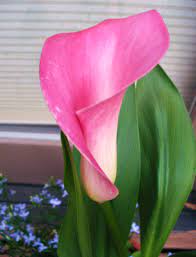 Potted Calla Lily Care
