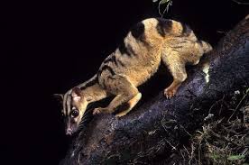 Banded Palm Civet Banded Palm Civet Animals Weird Mammals