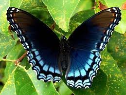 Black And Blue Butterfly Limenitis Arthemis Blue Butterfly Blue Butterfly Meaning Blue Butterfly Tattoo