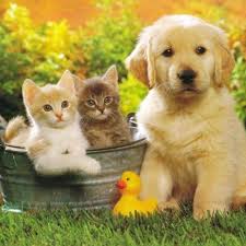 Ucretsiz Kedi Kopek Sahiplendirme Posts Facebook