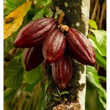 Cacao nibs are crumbled, raw cacao beans. Cacao Tree Seeds Theobroma Cacao Prijs 4 00