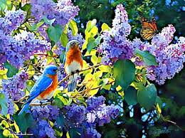 Maybe you would like to learn more about one of these? Page 9 Hd Butterflies And Nature Love Wallpapers Peakpx