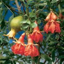 Dwarf Pomegranate Punica Granatum Nana Patio Fruit Trees Fruit Trees Pomegranate