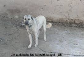 Damizlik Disi Kangallar