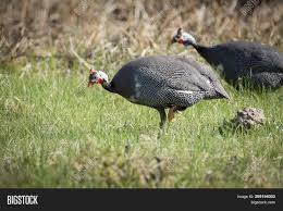 Caf african nations championship qualification. Guinea Hen Walking On Image Photo Free Trial Bigstock