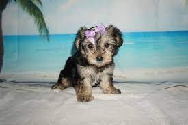 Bear is a precious morkie puppy. Morkie Breeder Jacksonville Tlc Puppy Love