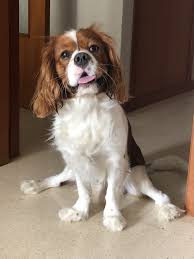 Happy Puppy Cavalier King Spaniel King Spaniel Cavalier King Charles Spaniel