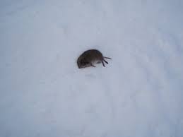 Moose are heavy and sink down deep into snow allowing the dew claws to sometimes appear in the track. Animal Tracks Outdoor Running Adventures