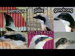 Ciri Ciri Cendet Anakan Gondrong Pilis Sembur Youtube