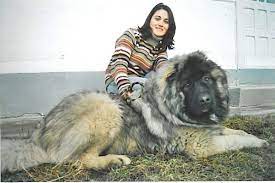 ovcharka caucasian shepherd caucasian mountain dog caucasian shepherd dog big dogs