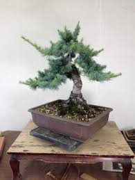 These are beautiful hardy evergreen outdoors trees which are excellent for bonsai. 14 Blue Atlas Cedar Bonsai Ideas Blue Atlas Cedar Bonsai Cedar
