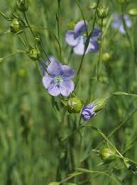 Image result for Linum usitatissimum