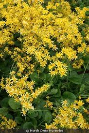 Image result for Catunaregam obovata