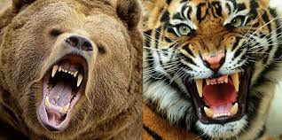 Grizzly Bear Vs Siberian Tiger Fight Comparison