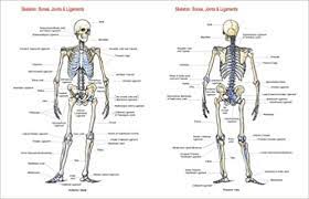 Bones of human body all the 206 bones are together called the human skeletal system. Skeleton Bones Joints And Ligaments Chart Flash Anatomy 9781878576200 Amazon Com Books