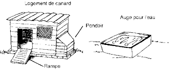 Chapitre 6 Poulets Et Canards