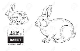 Cut Of Rabbit Poster Butcher Diagram