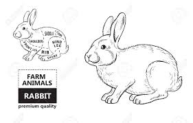 cut of rabbit poster butcher diagram